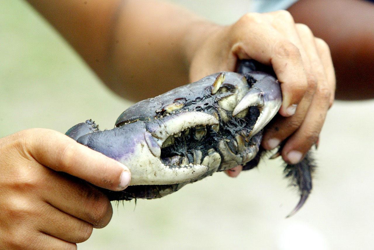Captura do caranguejo-uçá começa dia 1º; IAT reforça regras e fiscalização