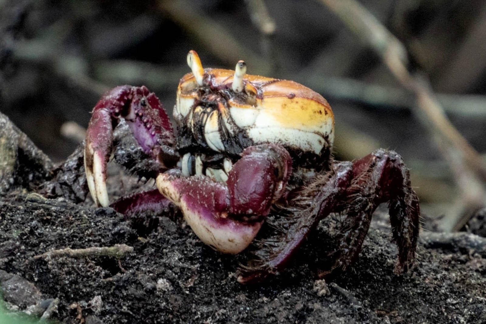 Defeso do Caranguejo-Uçá: Captura e Comercialização Estão Proibidas no Litoral a Partir Deste Domingo